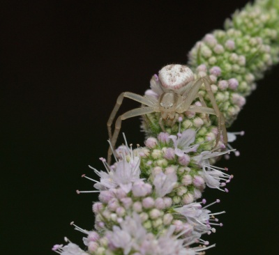 A spider on a mint flower spray